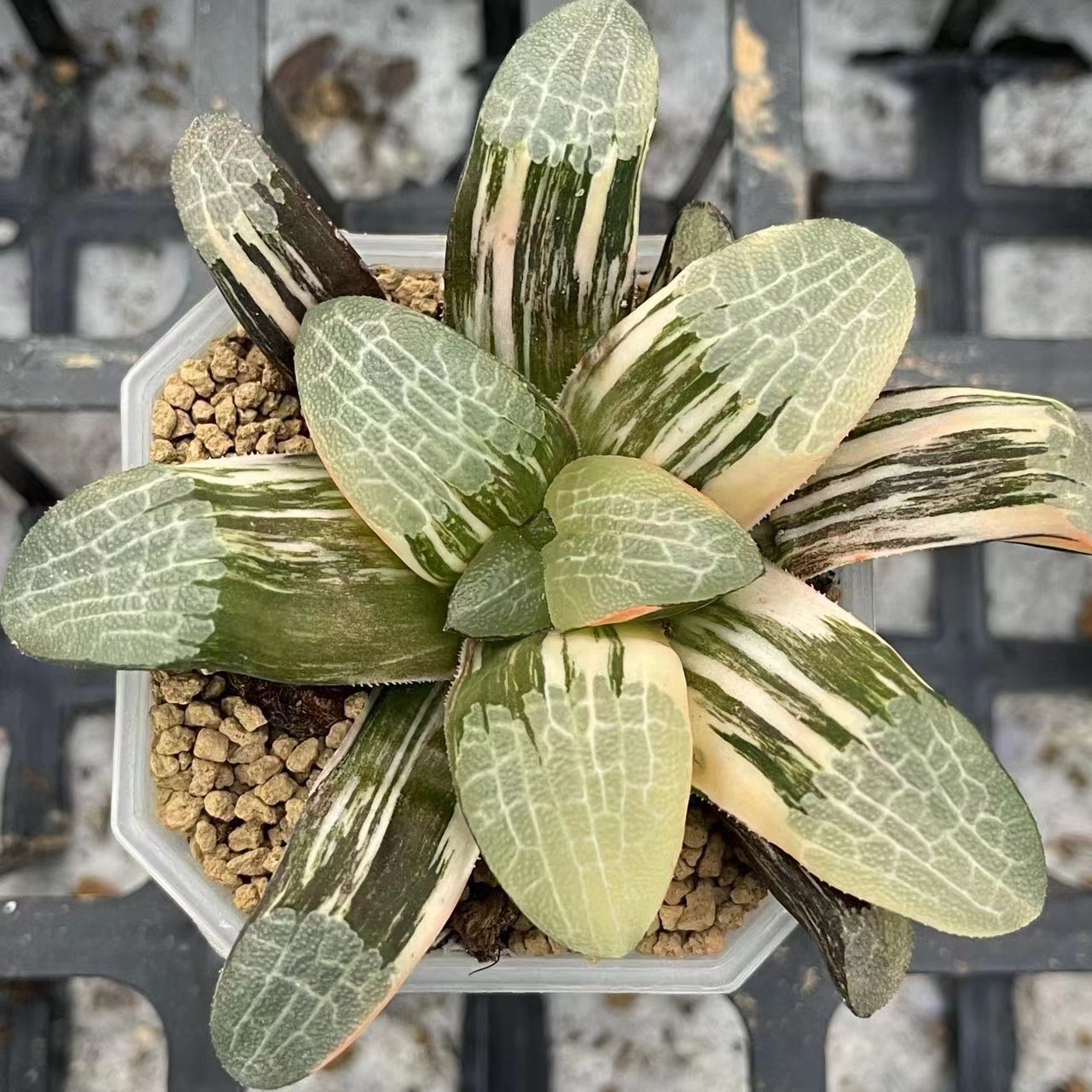 新品丘比特克寿锦红纹西瓜裹般若锦网纹克锦电路板克锦Haworthia