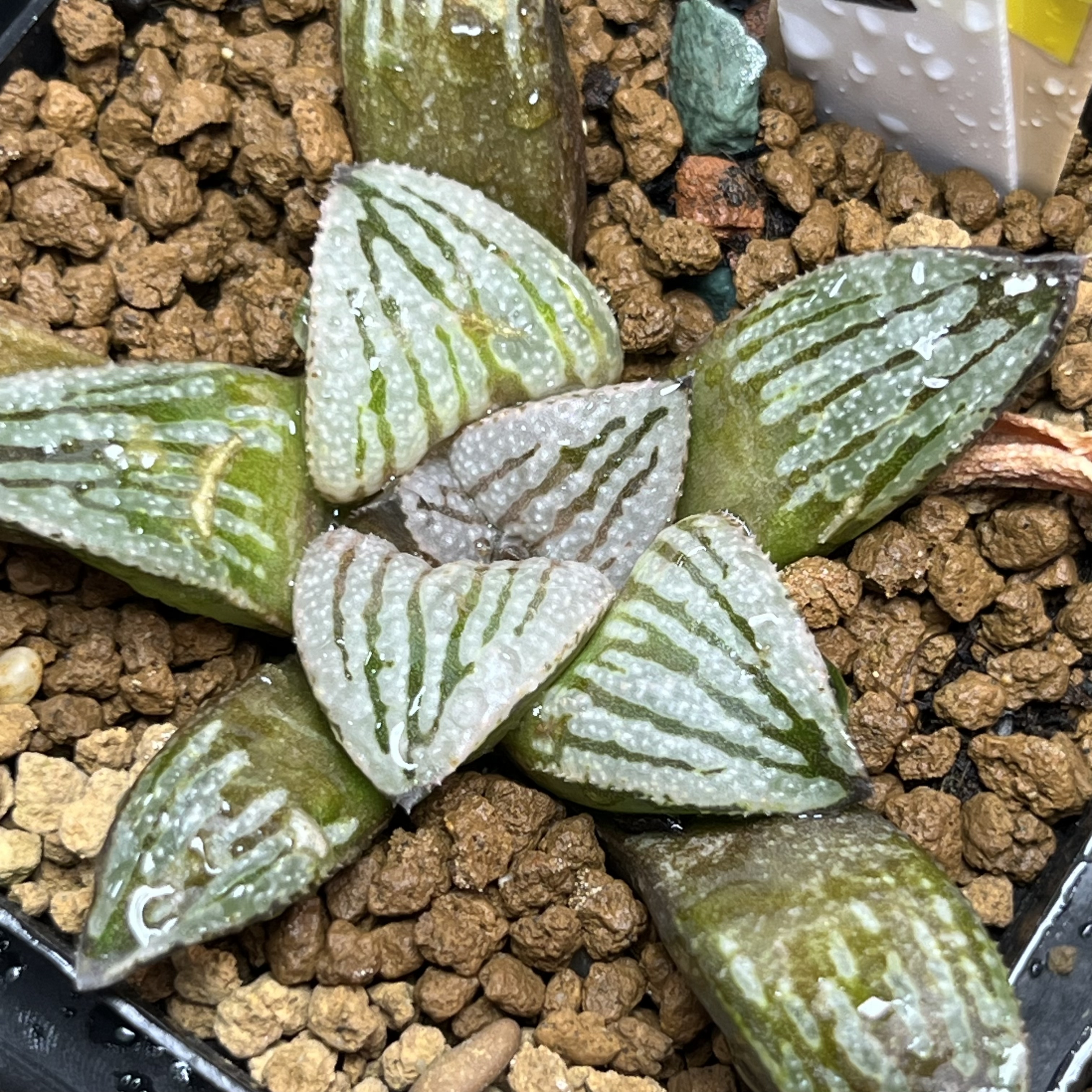 新品快克寿瓦苇十二卷多肉植物一物一拍Haworthia