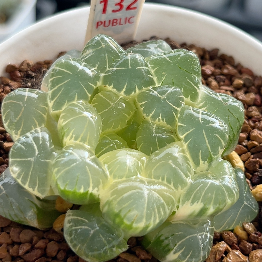 132糊斑湖水玉露锦,鲜花速递/花卉仿真/绿植园艺,多肉植物,淘宝优惠券,粉丝福利购,淘宝优惠卷