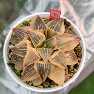 新品红纹寿锦糊斑红纹寿锦一物一拍瓦苇十二卷多肉植物Haworthia