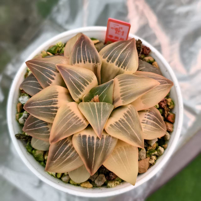 红纹寿锦一物一拍带盆发货