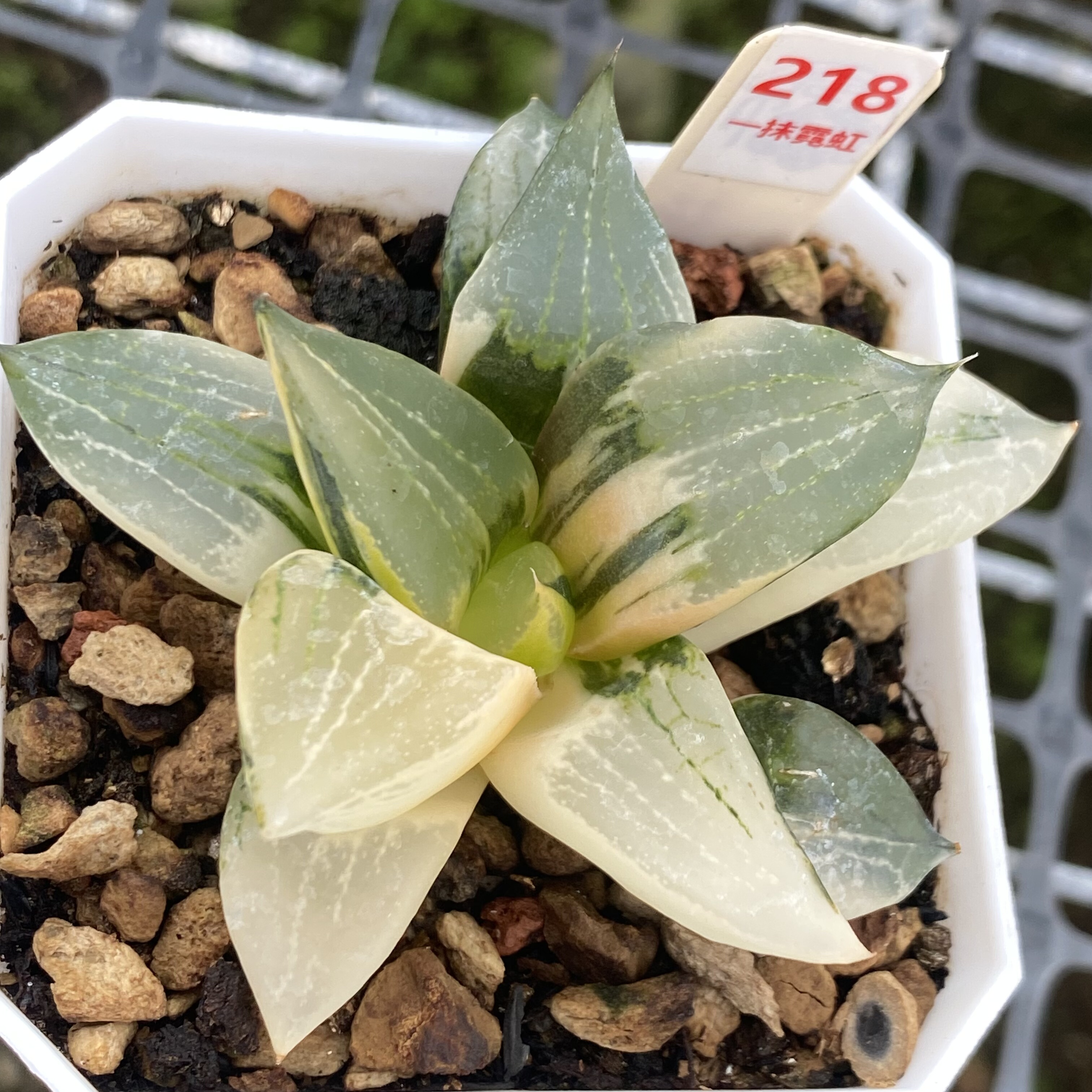 裹般若锦多肉植物瓦苇十二卷一物一拍精品寿锦haworthia