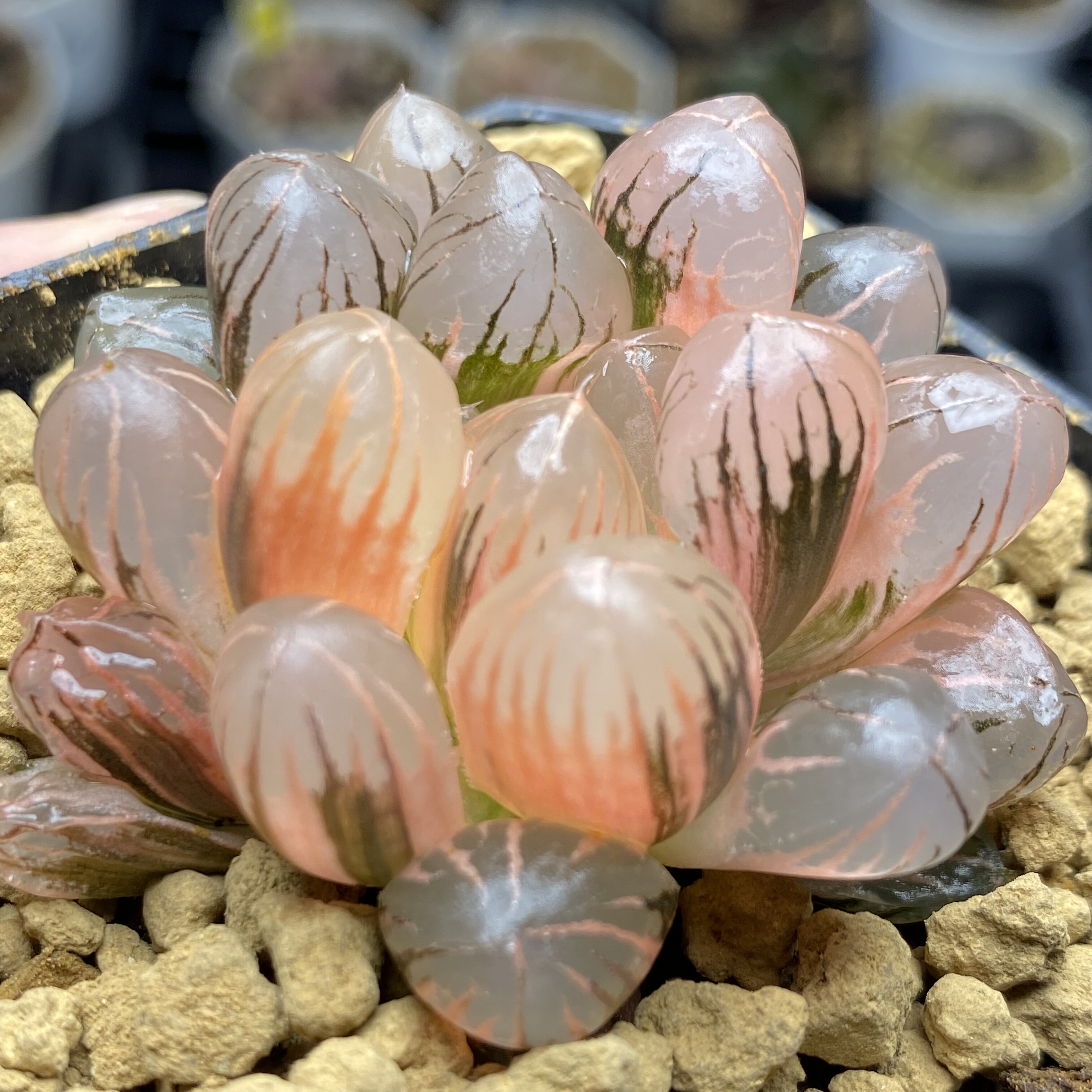 红太阳玉露锦瓦苇十二卷多肉植物实生玉露锦一物一拍Haworthia,鲜花速递/花卉仿真/绿植园艺,多肉植物,淘宝优惠券,粉丝福利购,淘宝优惠卷