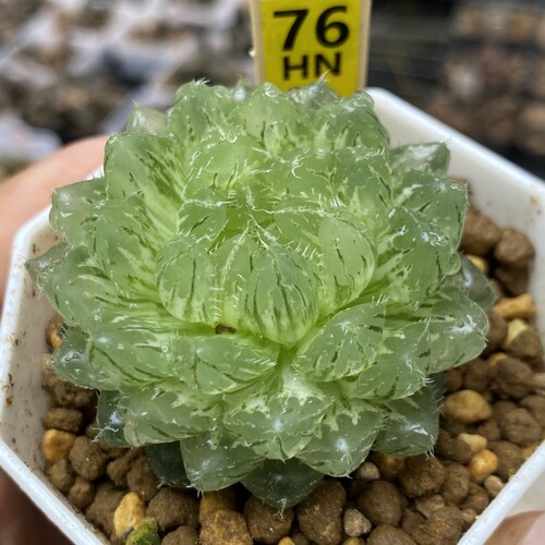 翠云玉露锦多肉植物瓦苇十二卷玉露锦一物一拍带盆发货Haworthia