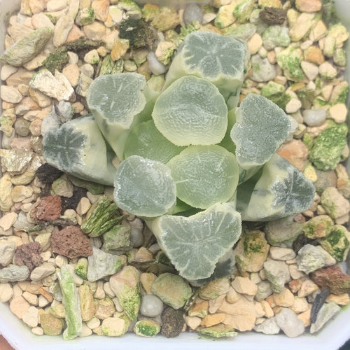 新品白糊斑万象锦十二卷锦多肉植物一物一拍瓦苇百合科haworthia