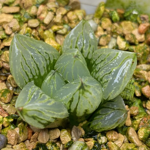 新品冰淇淋寿多肉植物瓦苇十二卷一物一拍haworthia