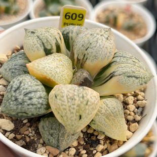 609实生丸叶白银锦