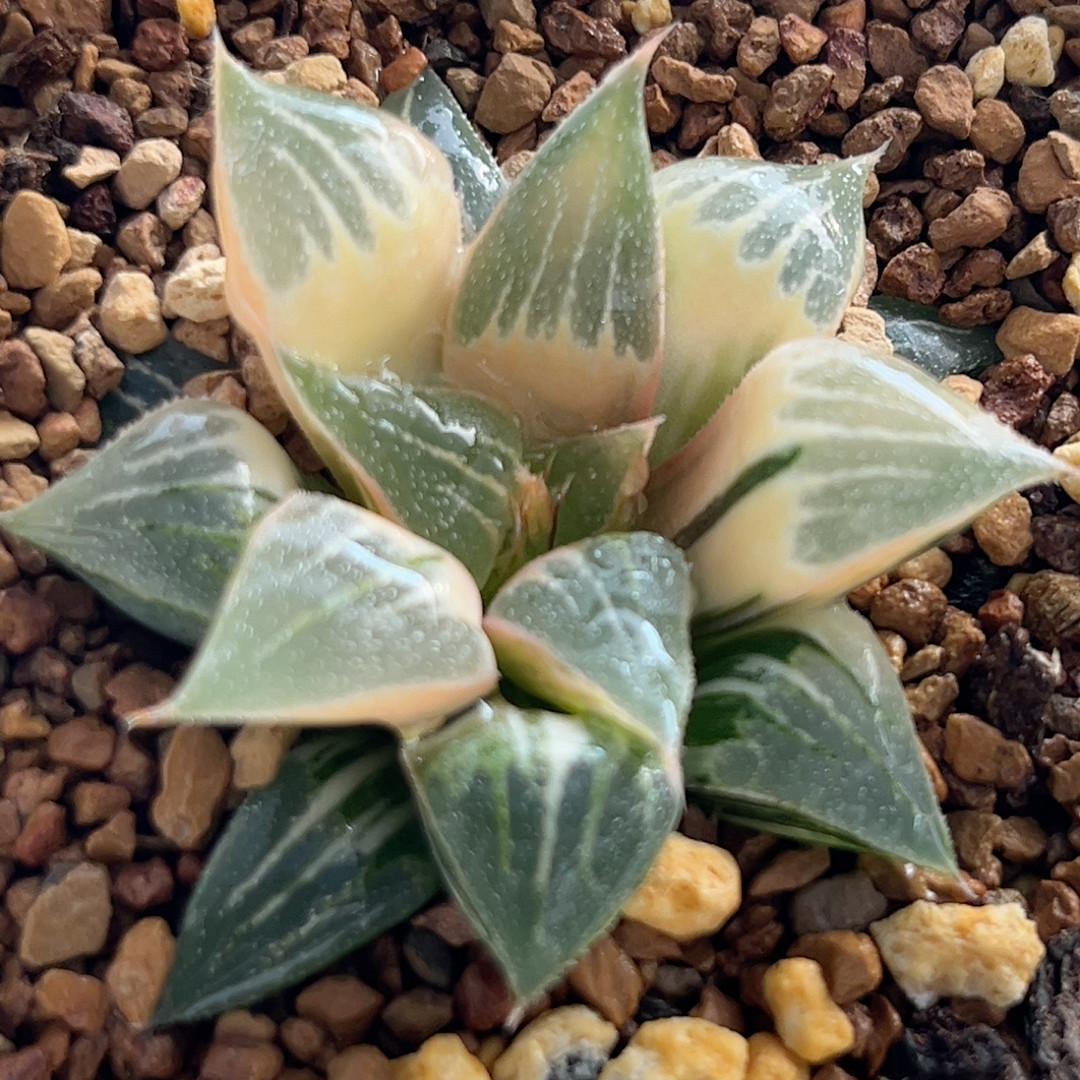 300实生糊斑寿锦,鲜花速递/花卉仿真/绿植园艺,多肉植物,淘宝优惠券,粉丝福利购,淘宝优惠卷