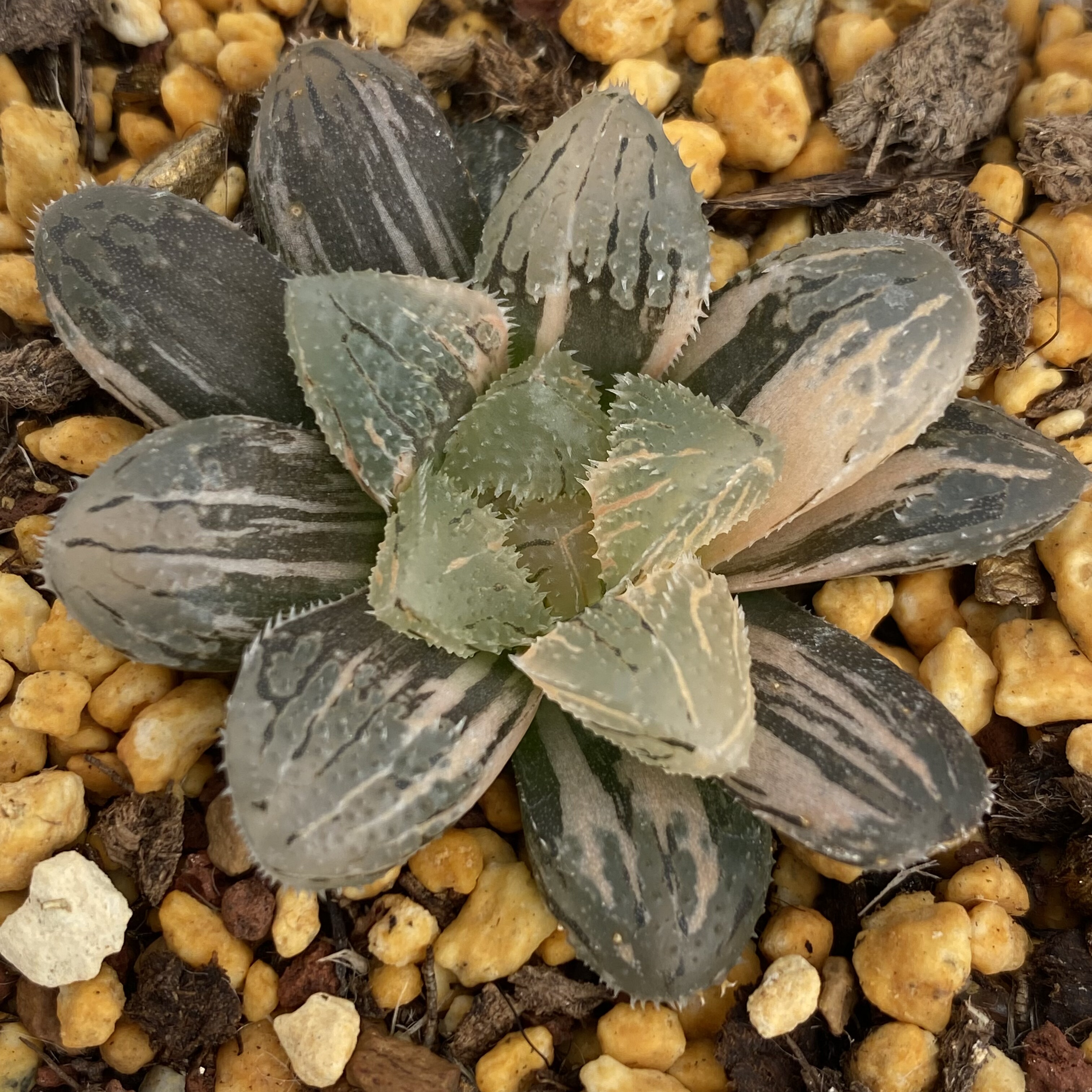 新品魔刺玉露锦多肉植物一物一拍瓦苇十二卷带盆发货haworthia