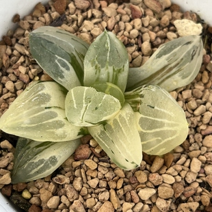 新品冰城寿锦有根一物一拍瓦苇属百合科十二卷多肉植物haworthia
