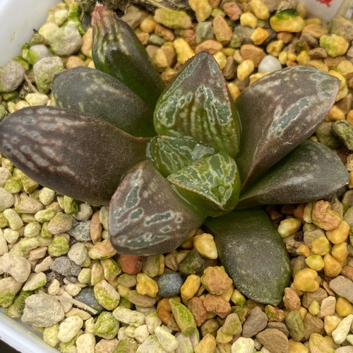 新品金子牡丹芍药寿瓦苇十二卷多肉植物一物一拍Haworthia