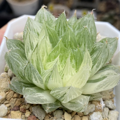 新品原始玉露锦瓦苇十二卷多肉植物一物一拍带盆发货Haworthia