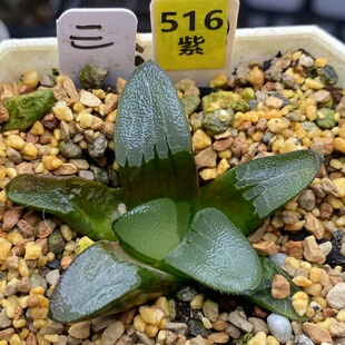 三笠山克巨骨舌鱼瓦苇十二卷多肉植物一物一拍带盆发货Haworthia