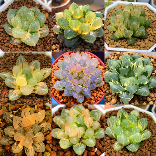 霓虹灯玉露多肉素材模板 霓虹灯玉露多肉图片下载 小麦优选