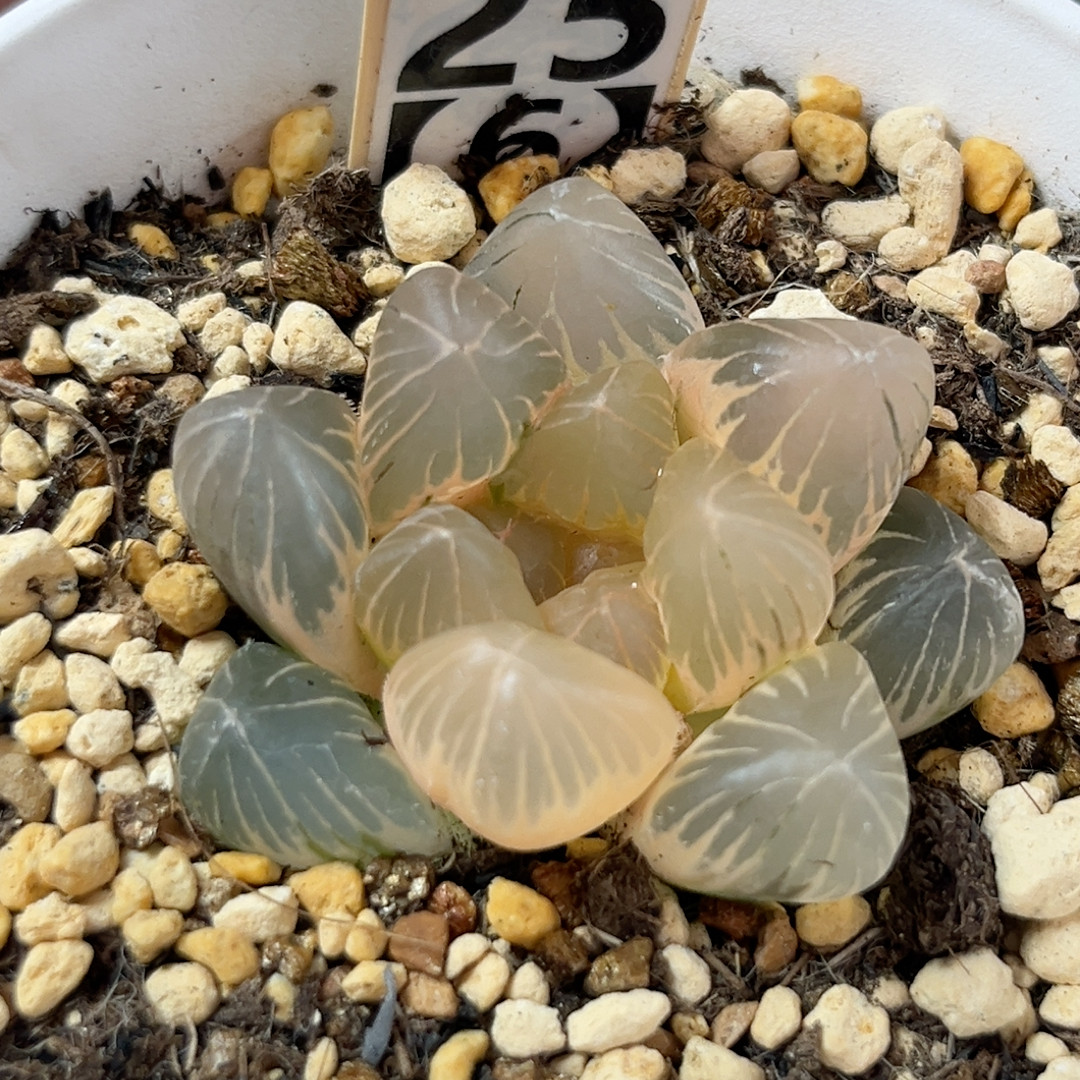 25糊斑龙爪玉露锦,鲜花速递/花卉仿真/绿植园艺,多肉植物,淘宝优惠券,粉丝福利购,淘宝优惠卷