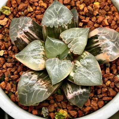 【火凤凰克锦】一物一拍瓦苇十二卷多肉植物万象玉扇锦Haworthia