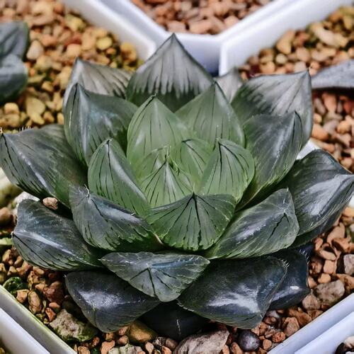 新品白莲玉露宽叶透窗玉露瓦苇十二卷多肉植物一物一拍Haworthia