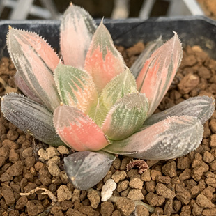 糊斑白帝城锦一物一拍多肉植物瓦苇属百合科十二卷haworthia