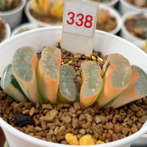 338糊斑隼×玄武玉扇锦