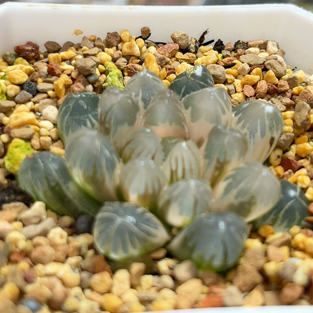 380糊斑龙珠玉露锦,鲜花速递/花卉仿真/绿植园艺,多肉植物,淘宝优惠券,粉丝福利购,淘宝优惠卷