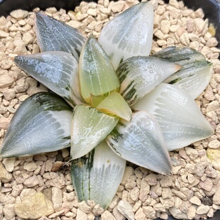 新品裹实生克锦克里克特锦瓦苇十二卷多肉植物一物一拍Haworthia