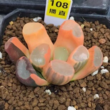 新品大明湖透镜万象锦一物一拍十二卷白妙欧若拉山之翠Haworthia