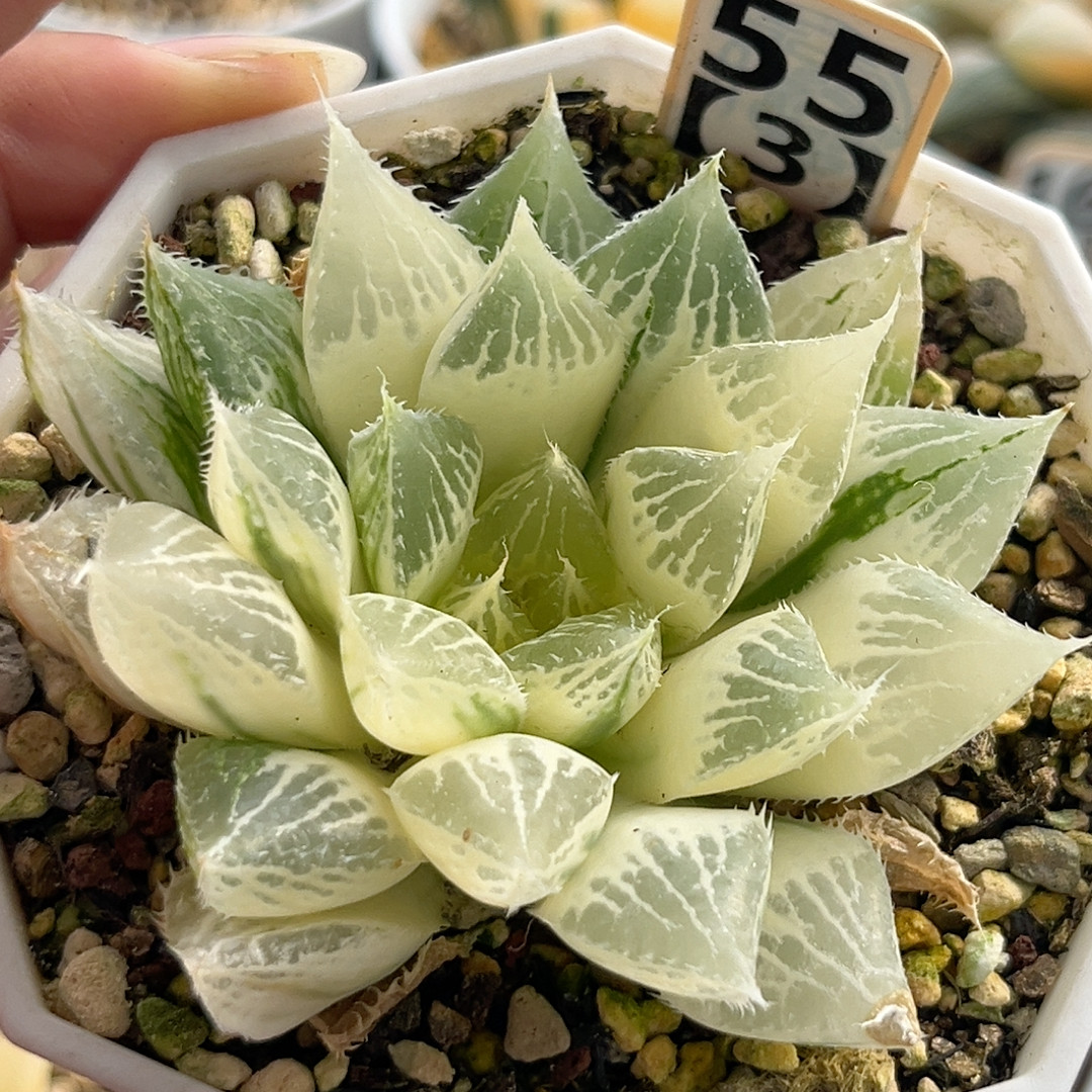 55糊斑宝莲灯,鲜花速递/花卉仿真/绿植园艺,多肉植物,淘宝优惠券,粉丝福利购,淘宝优惠卷