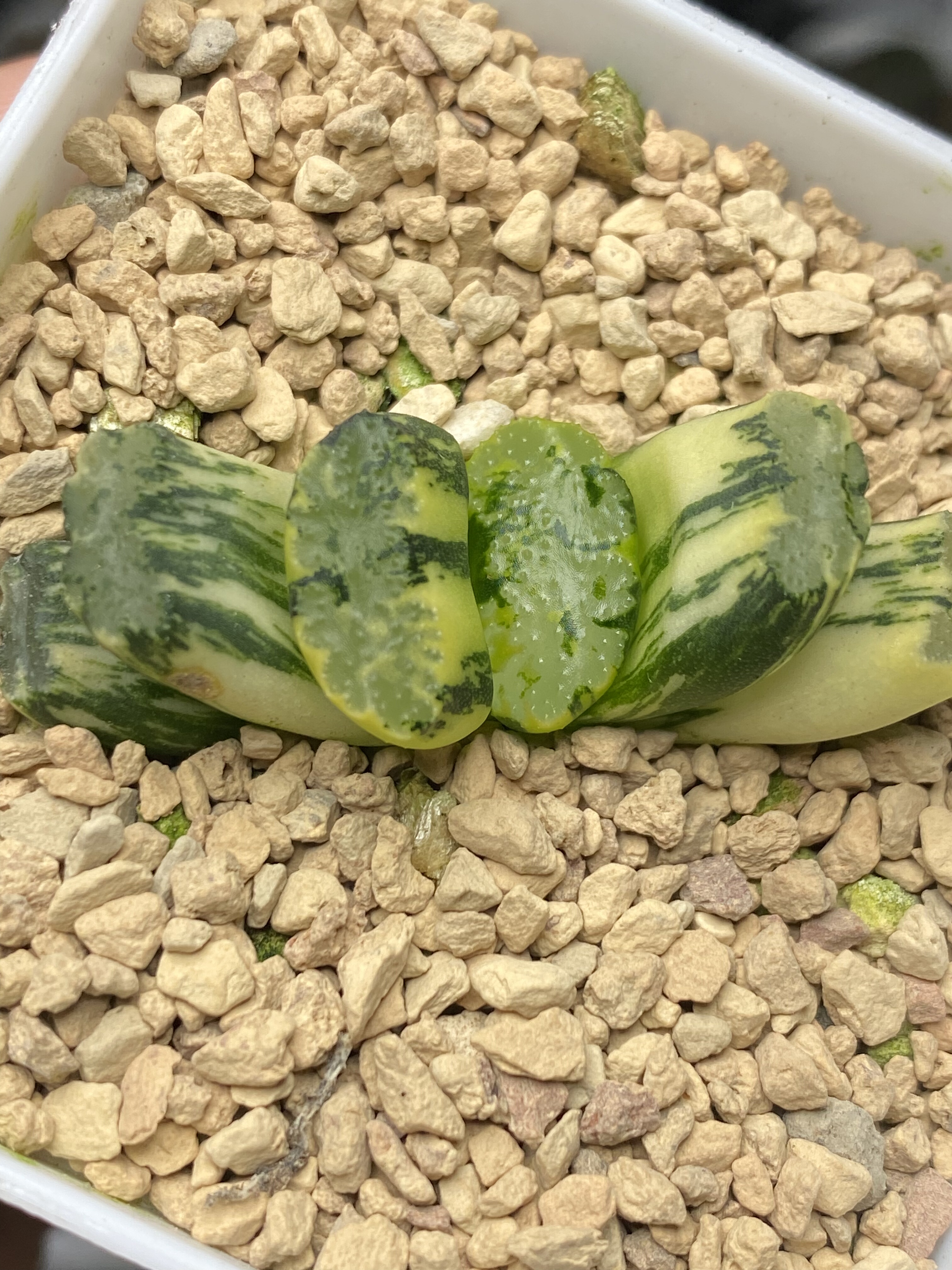 新品大黑玉扇锦绿纹玉扇锦瓦苇十二卷多肉植物一物一拍haworthia