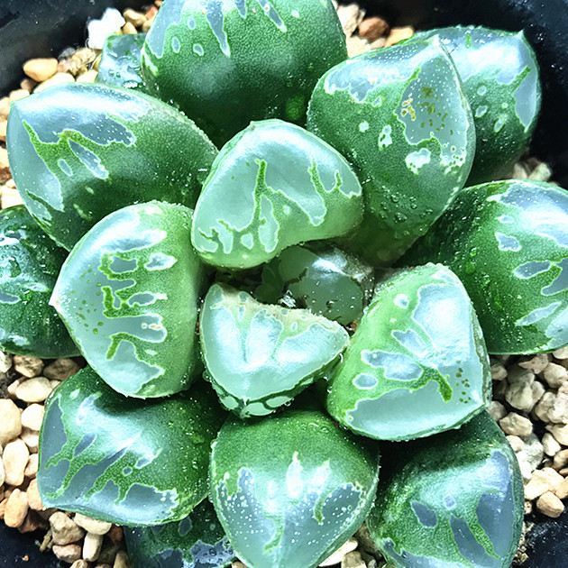 绿焰寿十二卷奇特多肉植物迷你盆栽洞天多肉园艺满38包邮