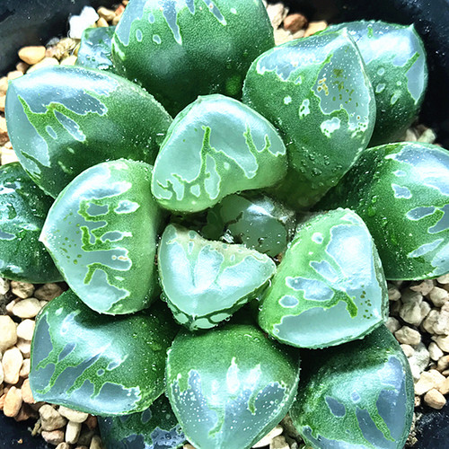 十二卷盆栽园艺多肉植物满38包邮