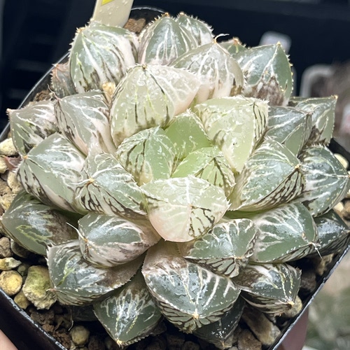 大叶楼兰玉露锦多肉植物瓦苇十二卷一物一拍多肉植物Haworthia