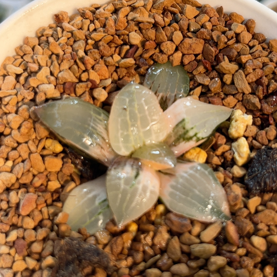 22玻璃康平锦,鲜花速递/花卉仿真/绿植园艺,多肉植物,淘宝优惠券,粉丝福利购,淘宝优惠卷