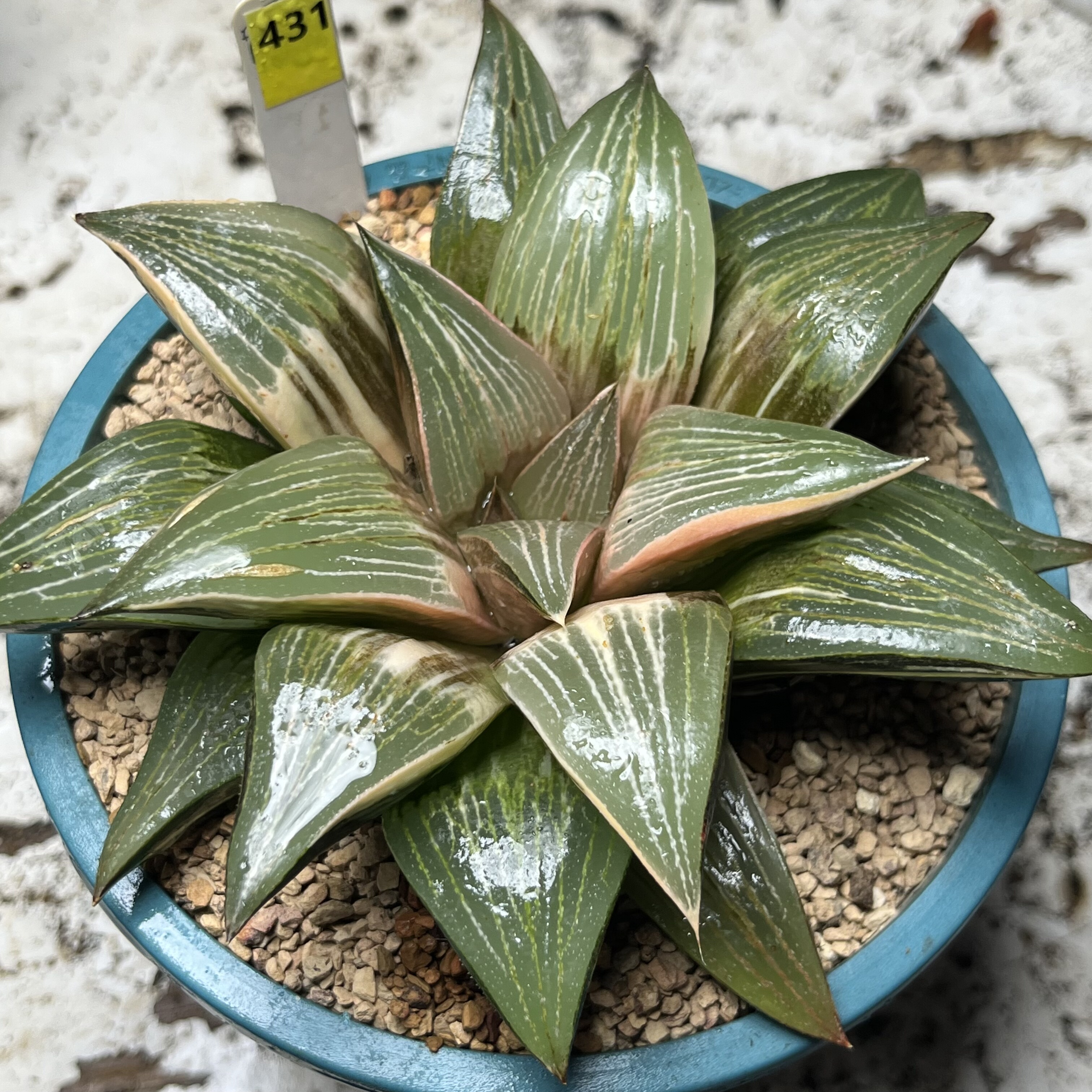 431号大型实生寿锦母本株瓦苇十二卷多肉植物一物一拍Haworthia