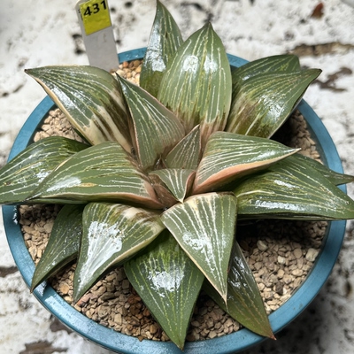 431号大型实生寿锦母本株瓦苇十二卷多肉植物一物一拍Haworthia