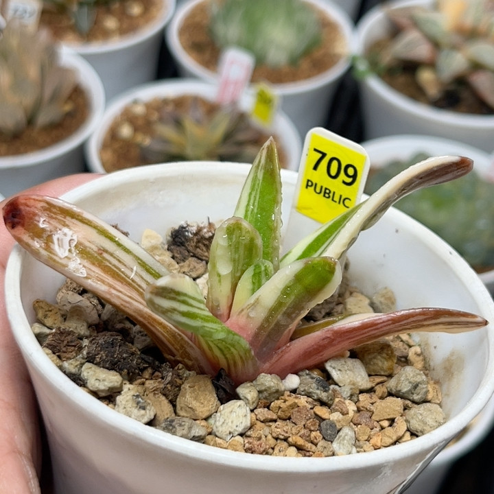 709瑞鹤锦,鲜花速递/花卉仿真/绿植园艺,多肉植物,淘宝优惠券,粉丝福利购,淘宝优惠卷