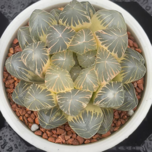 新品十二卷多肉植物特价一物一拍haworthia满15包邮非偏远地区3号