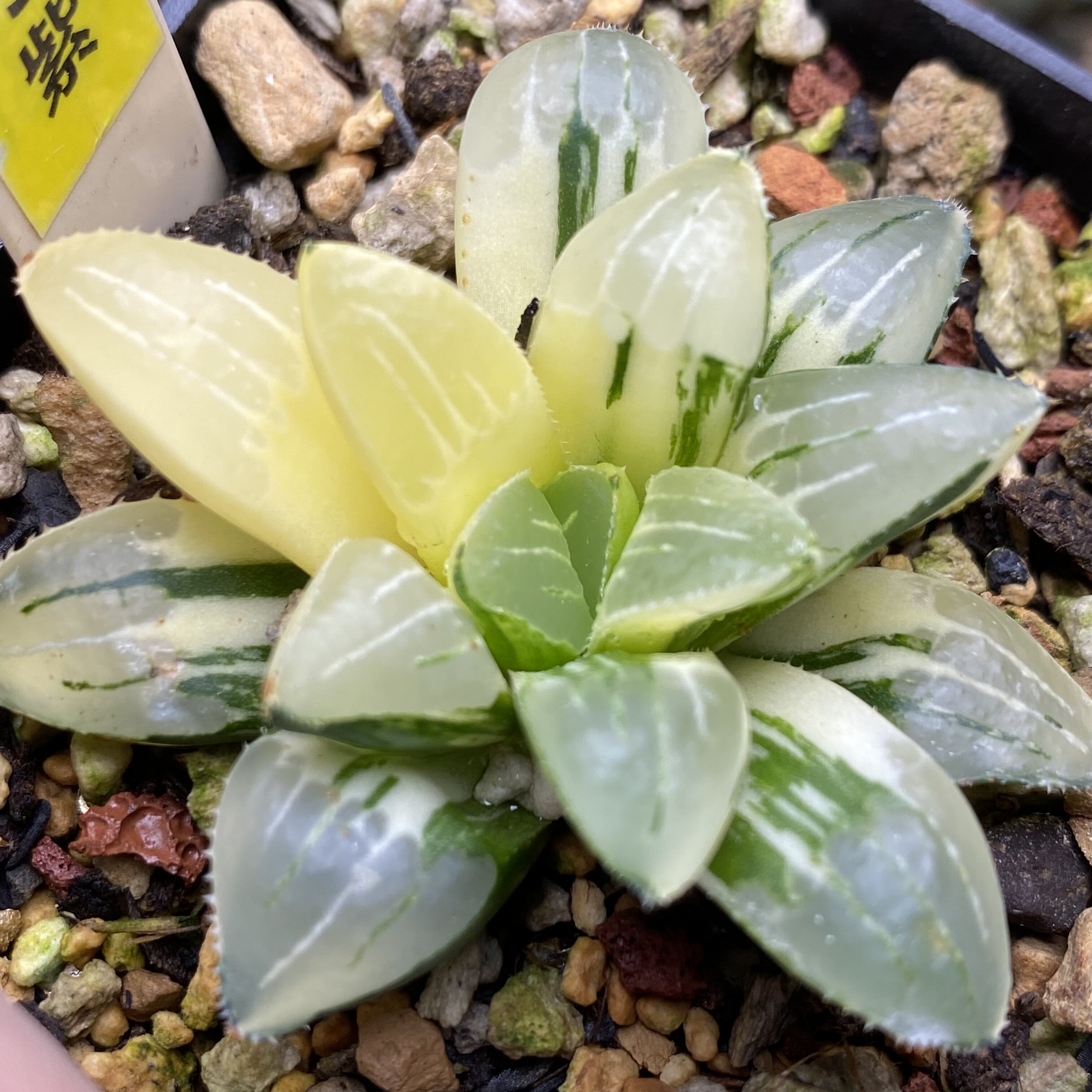 特价十二卷锦多肉植物一物一拍综多肉植物