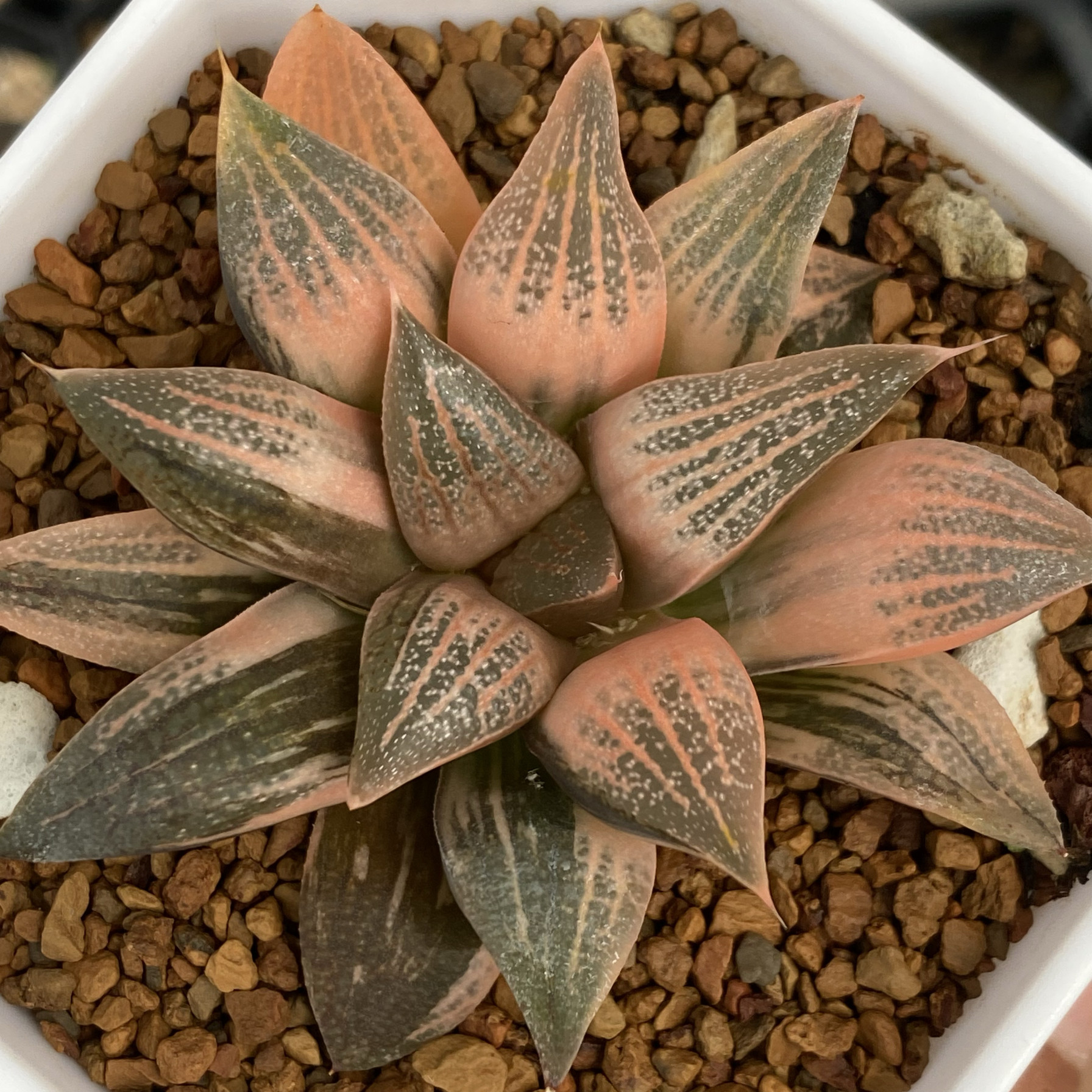 玫瑰夫人青蟹锦抹茶青蟹锦一物一拍瓦苇十二卷多肉植物haworthia