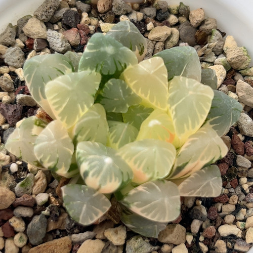 185广濑玉露锦