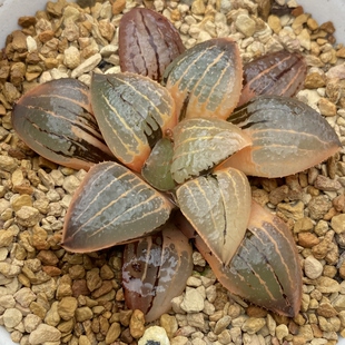 新品亲指姬寿锦丸叶寿锦十二卷锦一物一拍多肉植物Haworthia