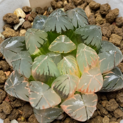 新品水晶玉露锦一物一拍瓦苇百合科十二卷多肉植物haworthia
