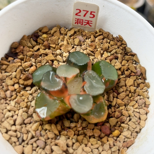 275空门万象锦