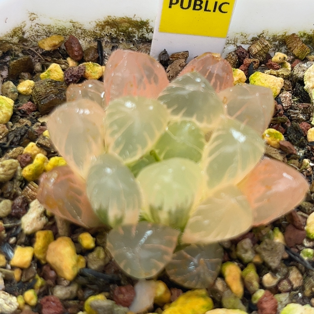 168实生糊斑玉露锦,鲜花速递/花卉仿真/绿植园艺,多肉植物,淘宝优惠券,粉丝福利购,淘宝优惠卷