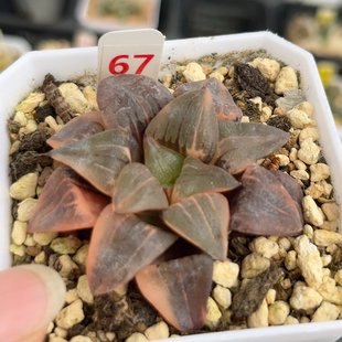 67红纹寿锦