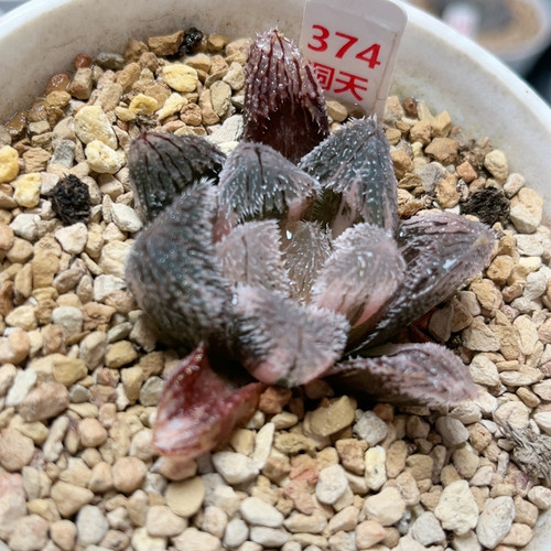 374狼蛛锦