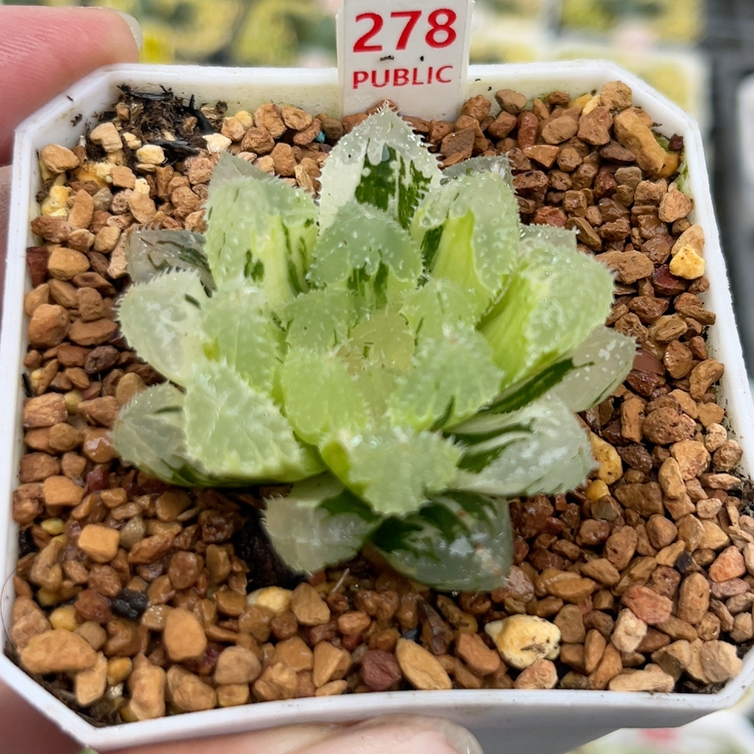 278玄冰,鲜花速递/花卉仿真/绿植园艺,多肉植物,淘宝优惠券,粉丝福利购,淘宝优惠卷