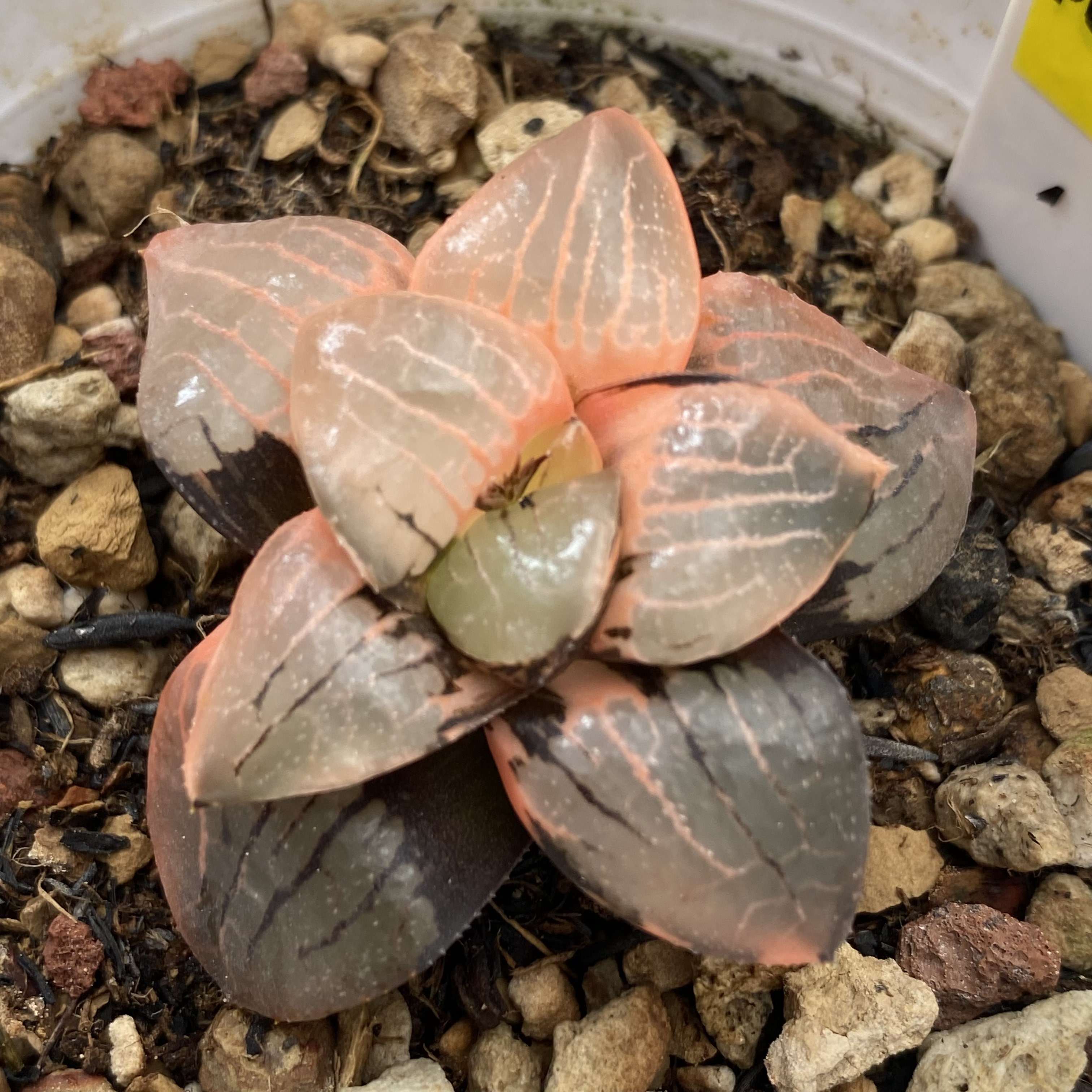 日月潭锦丸叶寿锦瓦苇十二卷多肉植物一物一拍带盆发货Haworthia