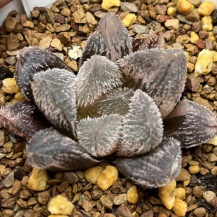 新品狼蛛玉露寿锦一物一拍带盆发货瓦苇属百合科十二卷多肉植物