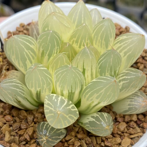 新品大窗糊斑胭脂玉露锦一物一拍瓦苇十二卷多肉植物haworthia
