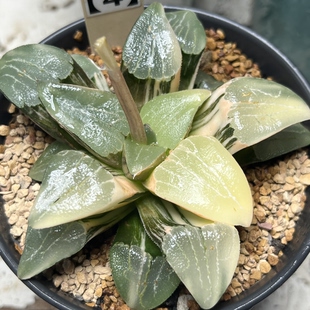 精品【实生寿锦】瓦苇十二卷多肉植物一物一拍Haworthia